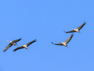A group of Common Cranes flying blue sky