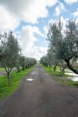 Rome vineyard after spring rain