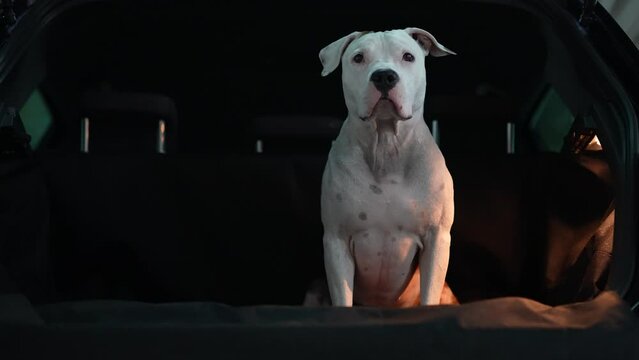 An American Staffordshire Terrier sits in the trunk of a car. A large and pumped up dog in the trunk of a car. Car trunk cover for dogs