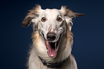 Environmental portrait photography of a smiling borzoi wearing a denim vest against a navy blue background. With generative AI technology