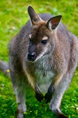 Grey wallaby on the grass 