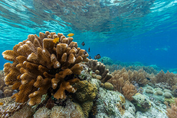Corals in the crystal clear water in the shallow reefs off Bangka Island, off the northeastern tip of Sulawesi