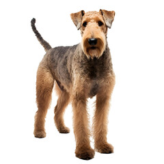 Airedale Terrier dog full body shot on transparent background cutout - Generative AI