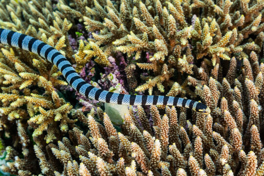 An adult banded sea krait (Laticauda colubrina), off Bangka Island, off the northeastern tip of Sulawesi