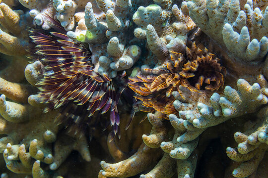 Radioles extending from the branchial stalk of a Spirographis feather duster worm, in the shallow reefs off Bangka Island