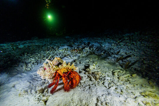 An adult white-spotted hermit crab (Dardanus megistos), encountered on a night dive on Arborek Reef, Raja Ampat