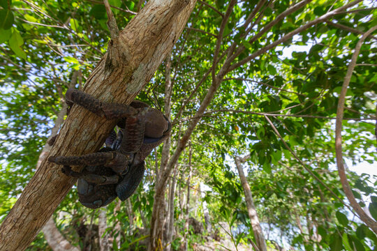 An adult coconut crab (Birgus latro), on land on Gam Island, Raja Ampat