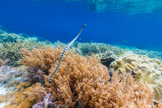 An adult banded sea krait (Laticauda colubrina), off Bangka Island, off the northeastern tip of Sulawesi
