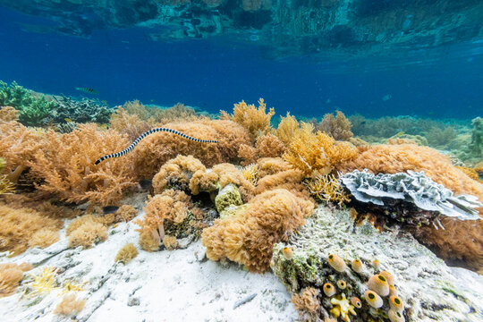 An adult banded sea krait (Laticauda colubrina), off Bangka Island, off the northeastern tip of Sulawesi