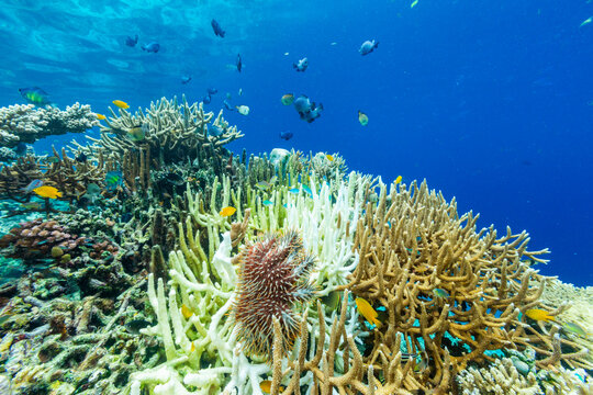 An adult Crown-of-Thorns starfish (Acanthaster planci), in the shallow reefs off Bangka Island