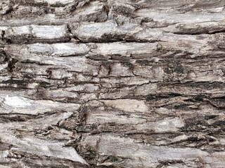 bark background