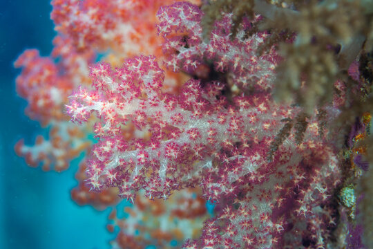 Soft coral from the Genus Scleronephthya in the shallow reefs off Sauwaderek Village Reef, Raja Ampat