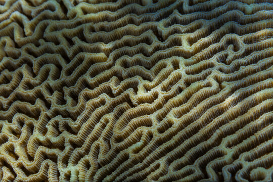 Close up of coral polyps, the house reef at Murex Bangka, Bangka Island, near Manado Sulawesi