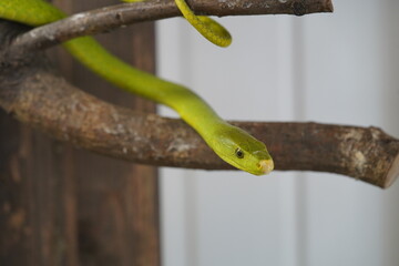 The western green mamba (Dendroaspis viridis) is a long, thin, and highly venomous snake species of...