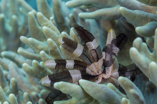 Crinoid from the Family Mariametridae, in the shallow reefs off Bangka Island