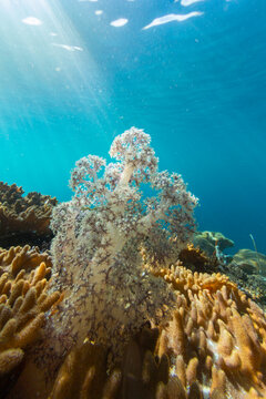 Close up of coral polyps, the house reef at Freewin Wall, Raja Ampat