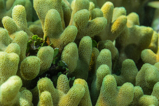 Close up of coral polyps, the house reef at Murex Bangka, Bangka Island, near Manado Sulawesi