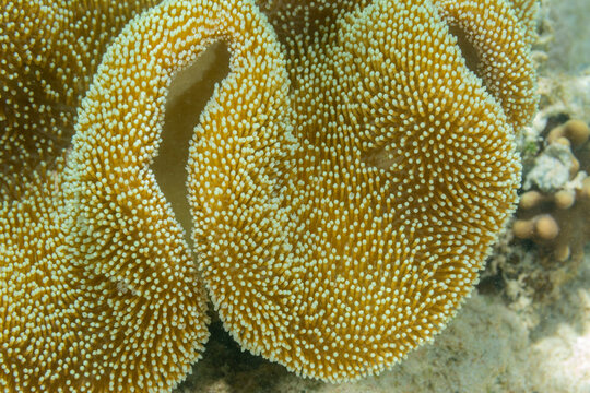 Close up of coral polyps, the house reef at Murex Bangka, Bangka Island, near Manado Sulawesi