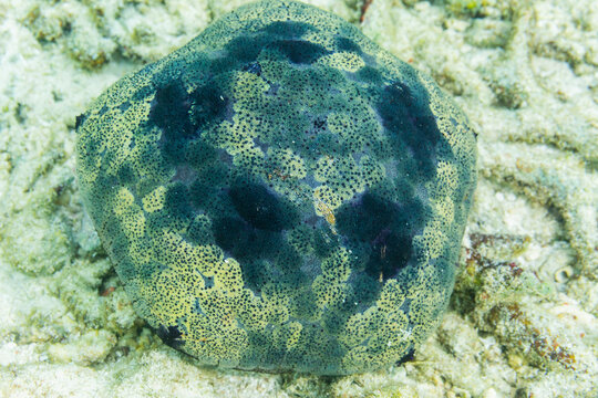 Pillow cushion star (Culcita novaeguineae), in the shallow rubble off Kri Island, Raja Ampat