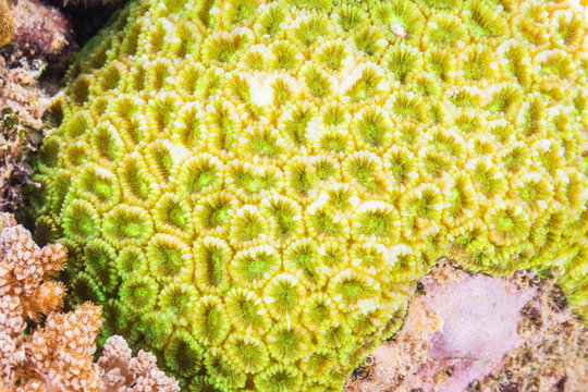 Close up of coral polyps, the house reef at Murex Bangka, Bangka Island, near Manado Sulawesi