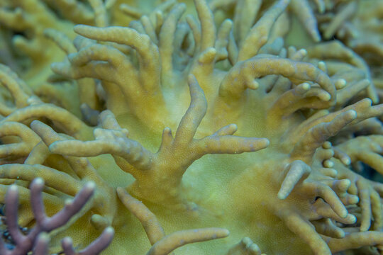 Close up of coral polyps, the house reef at Kawe Island, Raja Ampat