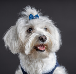 Bichon Maltés sobre fondo negro