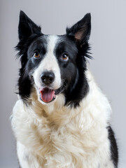 Border Collie sobre fondo gris