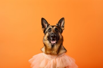 Medium shot portrait photography of a cute german shepherd wearing a frilly dress against a tangerine orange background. With generative AI technology