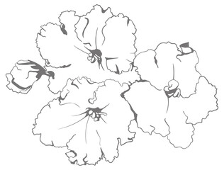 Nature floral garden plant, hand drawn art. Flower  illustration.