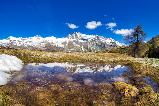 Snowcapped mountains reflected in a pristine lake in springtime, Fedoz valley, Bregaglia, Engadine, Canton of Graubunden, Switzerland