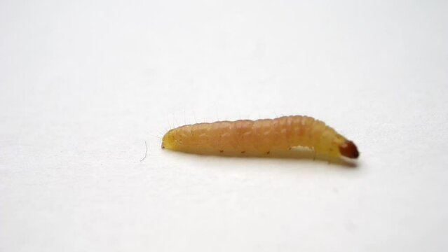 Unsettling macro shot of a moth larva on white surface.