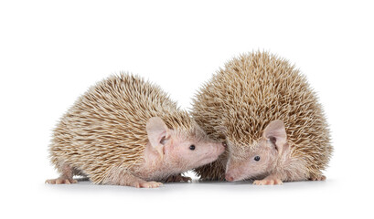 Male and female couple Lesser Tenrecs, standing together. Isolated on a white background.