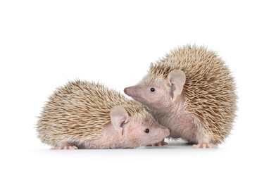 Male and female couple Lesser Tenrecs, standing together. Isolated on a white background.