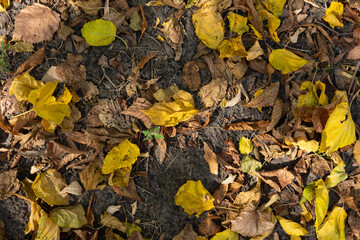 Autumn leaves on the ground