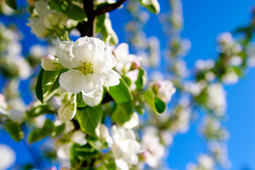 apple blossoms on a sunny spring day, closeup of photo. Blossoming branch of apple on a background of blue sky.