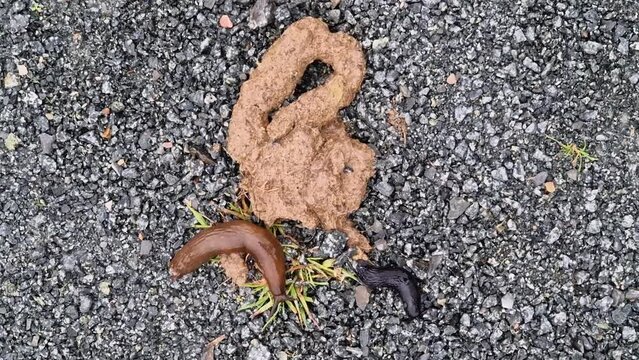 Snails eating dog poo on a pathway