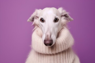 Medium shot portrait photography of a funny borzoi wearing a cashmere sweater against a deep purple background. With generative AI technology