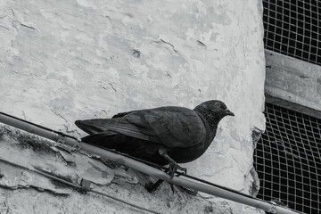 piccione