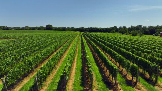 A low altitude drone view of a large vineyard in the Hamptons, New York on a sunny day. The camera truck right, starting at the same level of the long rows of grape vines and wooden poles then boom up