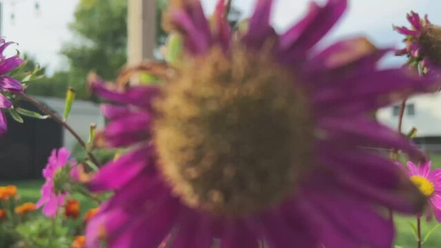 Panning up from the ground past Pyrethrum planted in a blue pot on a sunny day