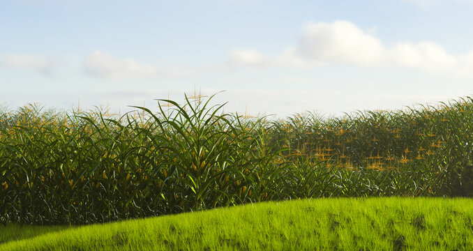 Green field of corn with cobs. Corn plant in 3D