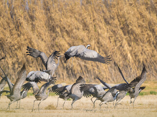 A group of Common Cranes standing on a meadow and taking off