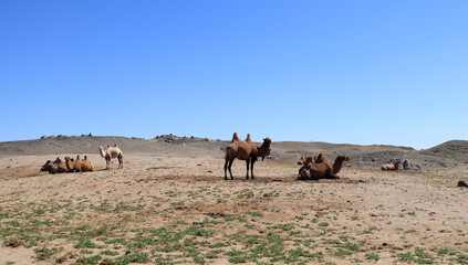 Camels in an oasis in the Gobi desert, Mongolia