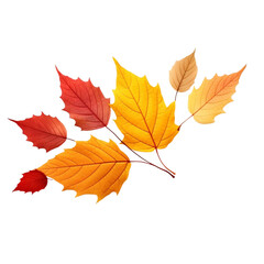 autumn leaves isolated on transparent background 