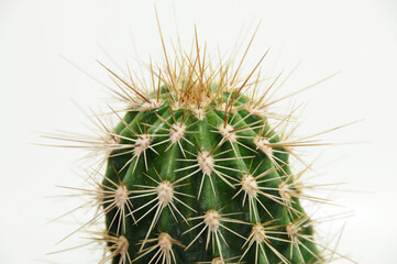 kaktus nadel