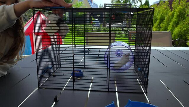 Two perky hamsters run nonstop around a cage standing on a table in the backyard, while a little girl admires them