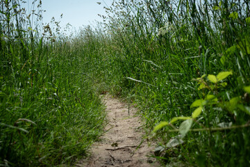 hiking trail between tall grass in the field in summer