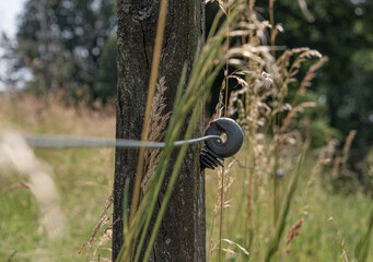 Electric fence on pasture in summer
