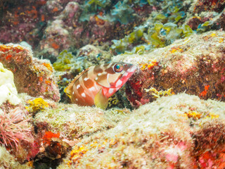 ヒリゾ浜の水中洞窟にいる美しいアカハタ（ハタ科）。

静岡県伊豆半島賀茂郡南伊豆町中木から渡し船で渡るヒリゾ浜にて。
2023年9月23日水中撮影。
