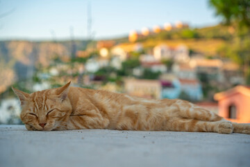 Cat dozing in Assos in golden hour, Assos, Kefalonia, Ionian Islands, Greek Islands